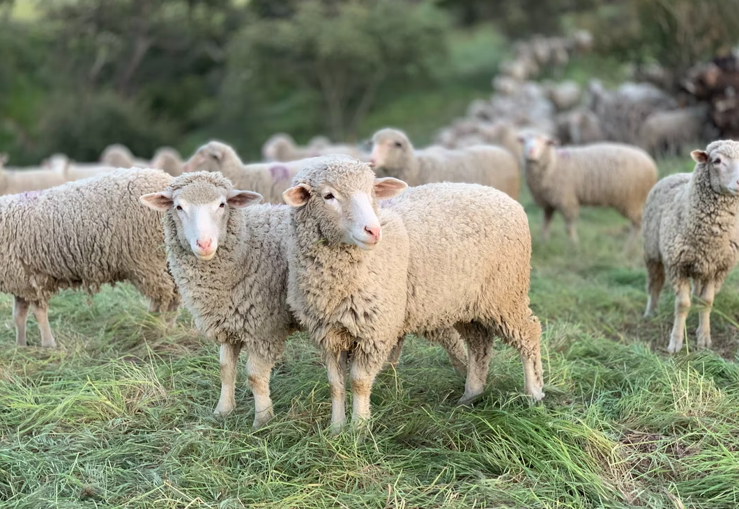 Ovčarstvo u severnom Potisju u blagoj ekspanziji