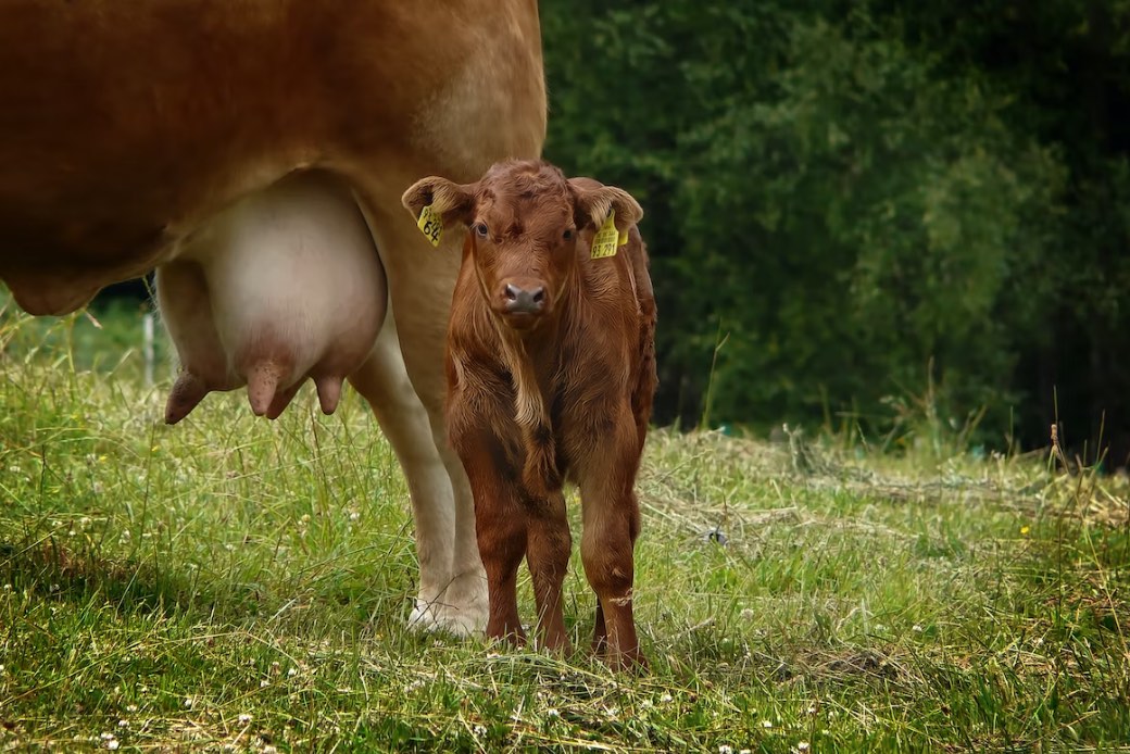 „Ako nema krava i mleka, neće biti ni junetine“