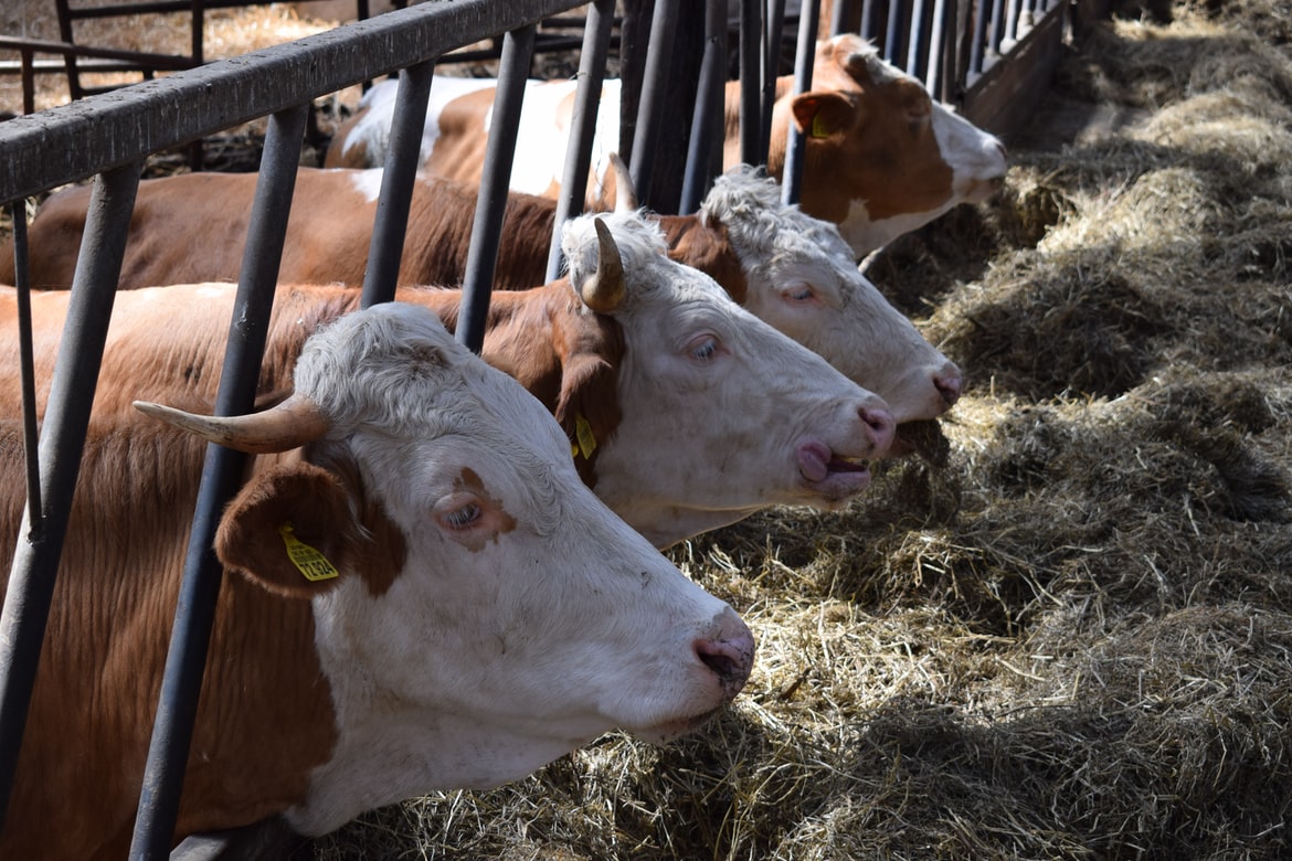Objavljen konkurs za dodelu bespovratnih sredstava za opremanje stočarskih farmi u AP Vojvodini