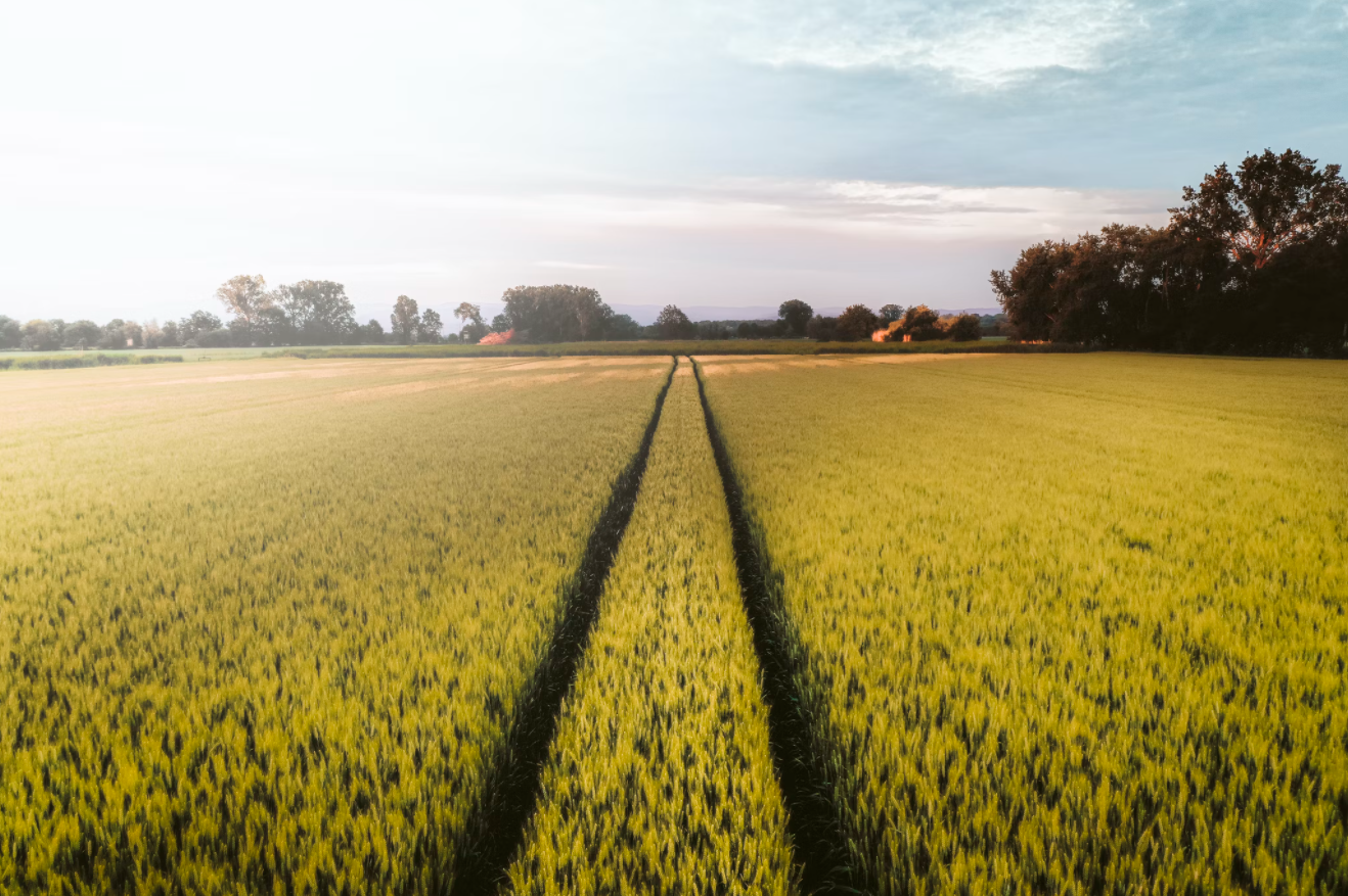 Raspisan oglas o davanju u zakup i na korišćenje poljoprivrednog zemljišta
