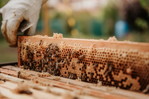 U Paraćinu održan 9. sajam pčelarstva